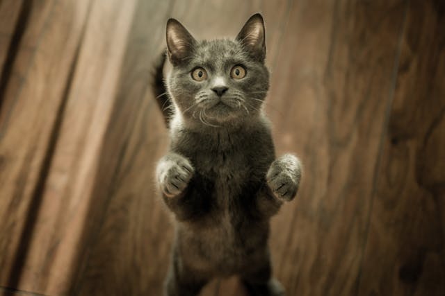 Katze in gewohnter Umgebung