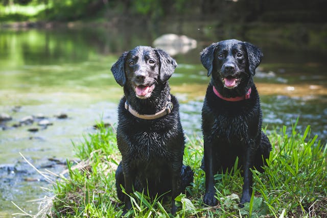 Glückliche Hunde in der Hundepension